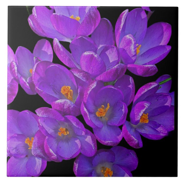 Beautiful Purple Spring Crocuses Floral Ceramic Tile (Front)