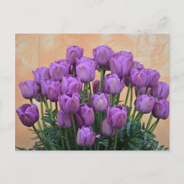 Beautiful purple spring tulips postcard (Front)