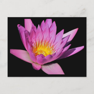 Beautiful purple water lily #200Nw 200 Postcard
