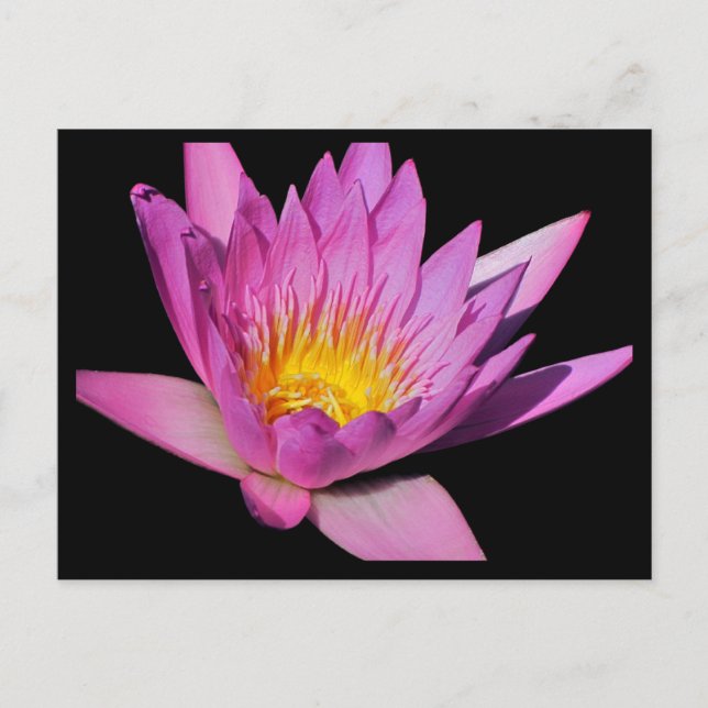 Beautiful purple water lily #200Nw  200 Postcard (Front)