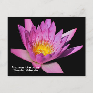 Beautiful purple water lily #800Nw 800 Postcard