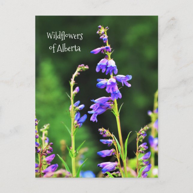 Beautiful Purple Wildflowers in Bloom Postcard (Front)
