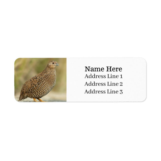 Beautiful Quail Bird Return Address Label (Front)