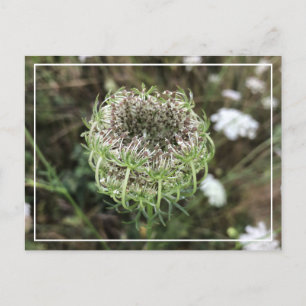 Beautiful Queen Anne's Lace Pretty Floral Postcard