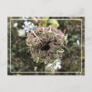 Beautiful Queen Anne's Lace Pretty Floral Postcard