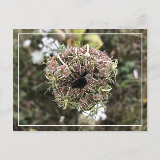 Beautiful Queen Anne's Lace Pretty Floral Postcard (Front)