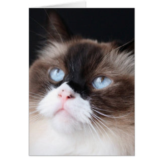 Beautiful Ragdoll Cat