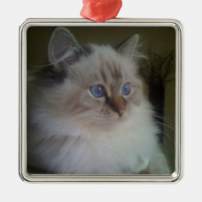 Beautiful Ragdoll Hymalayan Cat Gazing into Winter Metal Ornament (Front)