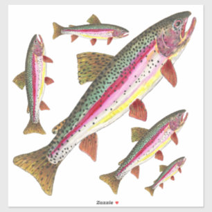 Beautiful Rainbow Trout = 5 Images on the Same