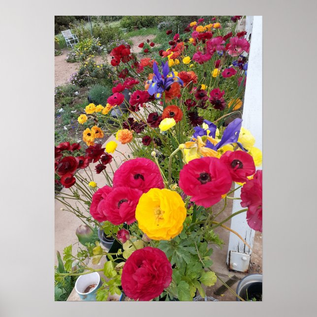 Beautiful Rannunculus Spring Flower Garden Poster (Front)