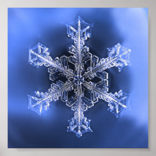 Beautiful Real Snowflake Blue and White Poster