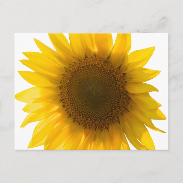 Beautiful Real Sunflower Photo Minimalist Pattern Postcard (Front)