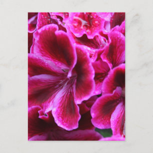Beautiful Red and Pink Geranium Photo Postcard
