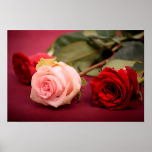 Beautiful Red and Pink Roses Poster
