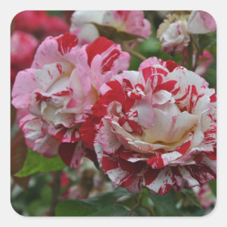 Beautiful red and white ripple roses square sticker