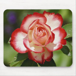 Beautiful Red and White Rose Mouse Pad