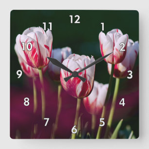 Beautiful Red and White Tulips Square Wall Clock
