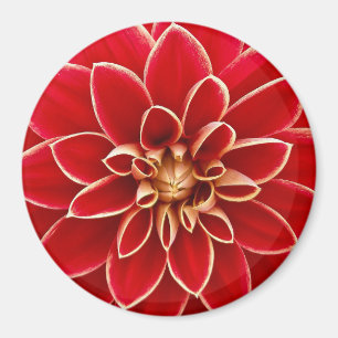 Beautiful Red And Yellow Dahlia Magnet