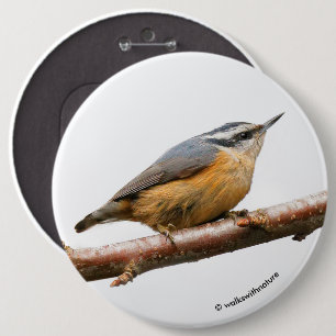 Beautiful Red-Breasted Nuthatch on a Branch 6 Cm Round Badge