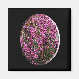 Beautiful Red Bud tree..... Magnet