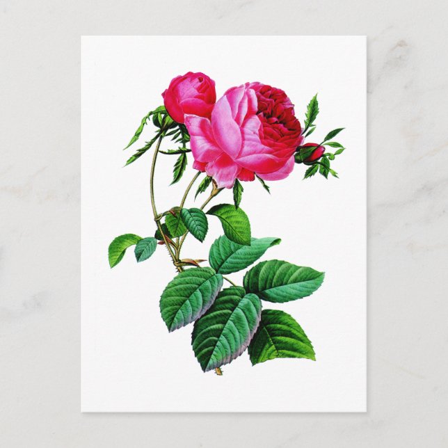 Beautiful Red Cabbage Roses by Redoute Postcard (Front)
