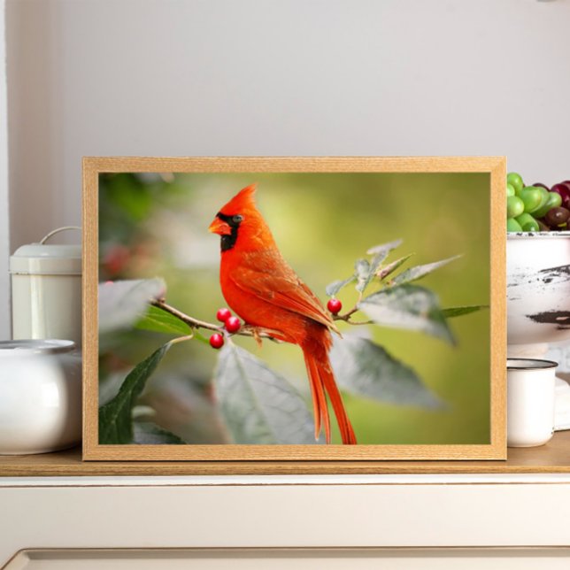 Beautiful Red Cardinal Bird in Tree Poster (Creator Uploaded)