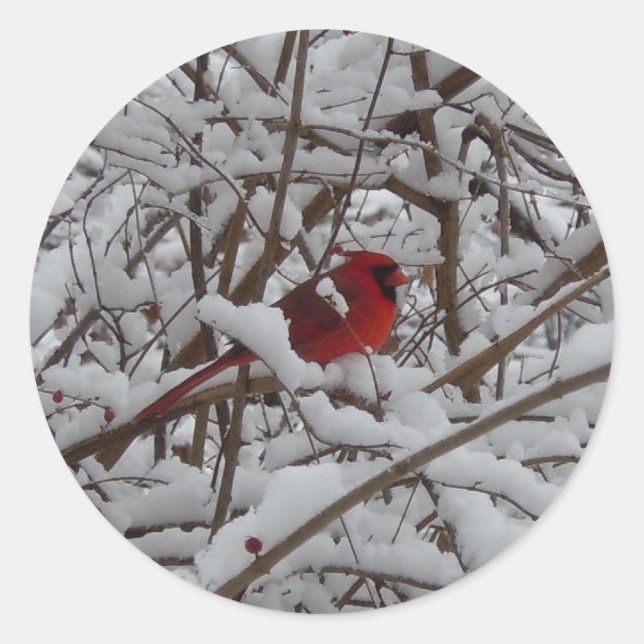Beautiful Red Cardinal in Snow Filled Tree Sticker (Front)