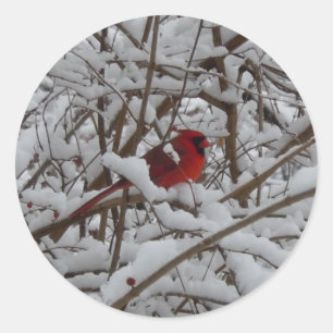 Beautiful Red Cardinal in Snow Filled Tree Sticker