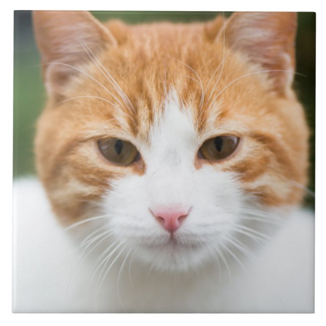 Beautiful red cat ceramic tile (Front)