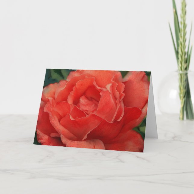 Beautiful Red Coral Rose Art Note Card (Front)
