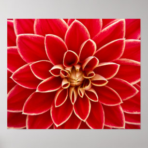 Beautiful red dahlia poster
