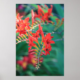 Beautiful Red Flowers Print # 6837