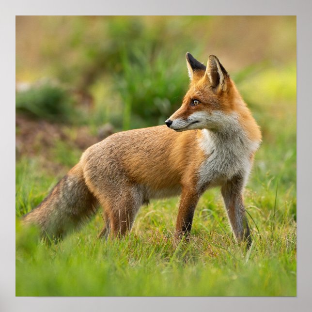 Beautiful Red Fox Nature Photograph  Poster (Front)