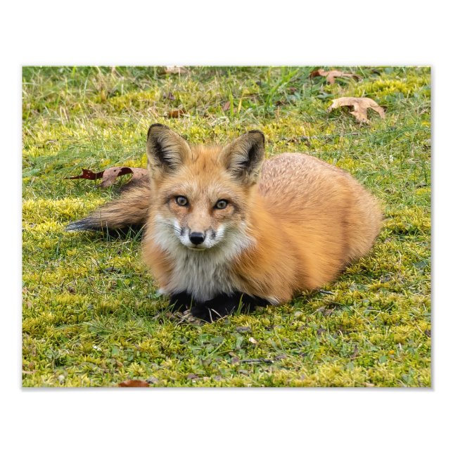 Beautiful Red Fox  Photo Print (Front)