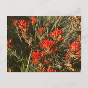 Beautiful Red Indian Paint Brush Wildflowers Postcard