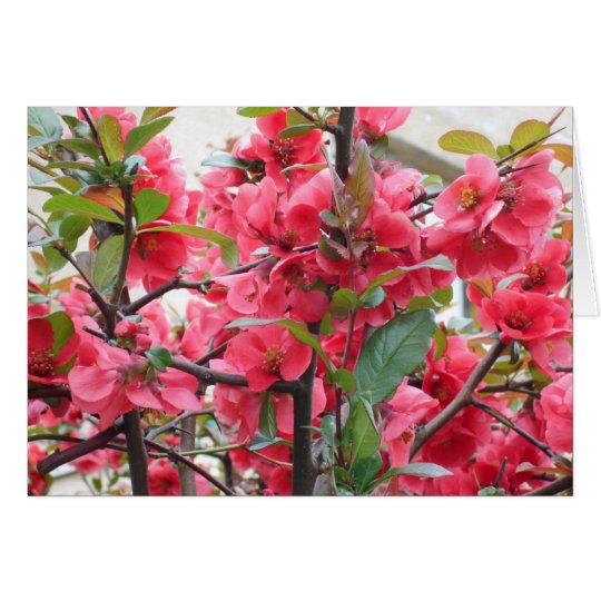 Beautiful Red Japanese Quince Card