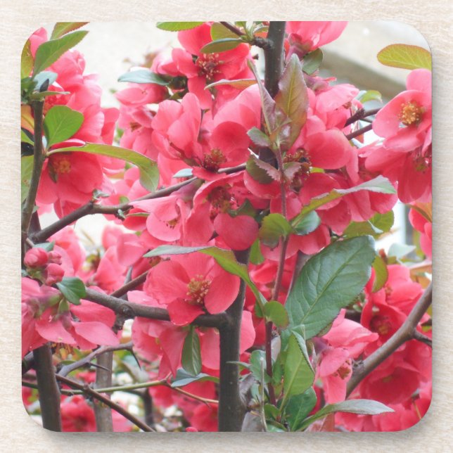 Beautiful Red Japanese Quince Coaster (Front)