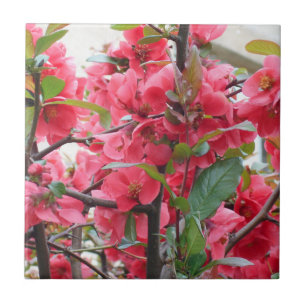 Beautiful Red Japanese Quince Tile