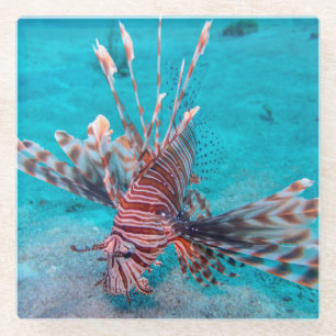 Beautiful Red Lion Fish Glass Coaster