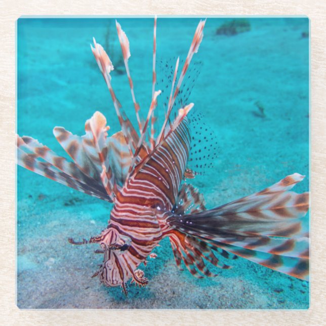 Beautiful Red Lion Fish Glass Coaster (Front)