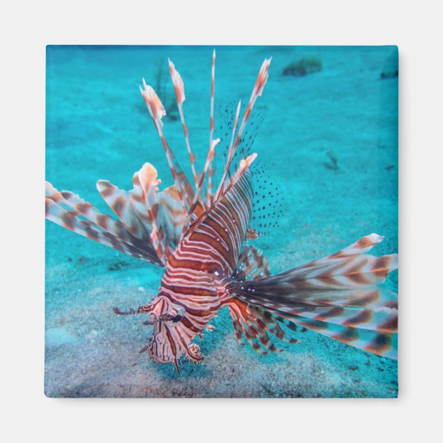 Beautiful Red Lion Fish Magnet (Front)