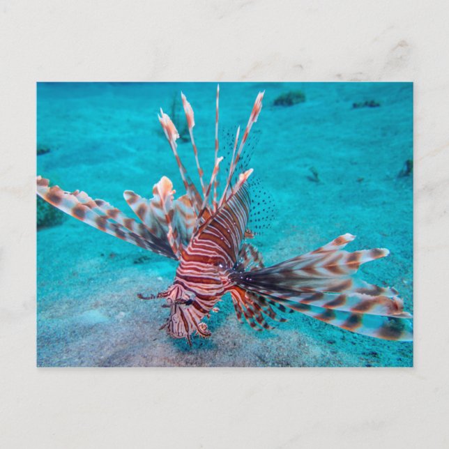 Beautiful Red Lion Fish Postcard (Front)