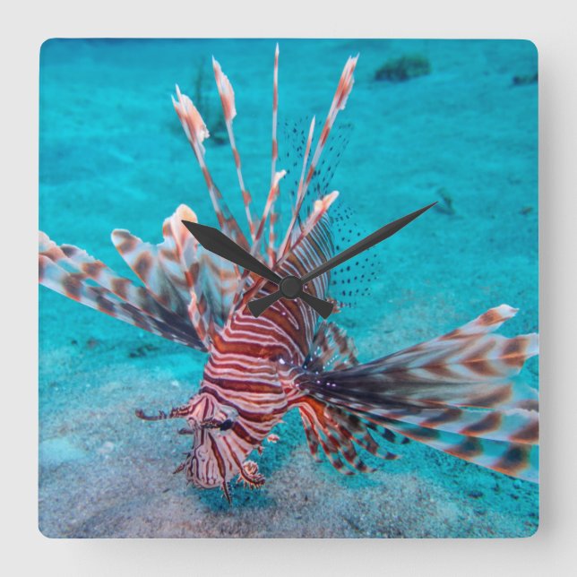 Beautiful Red Lion Fish Square Wall Clock (Front)