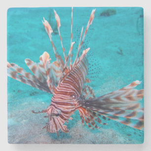 Beautiful Red Lion Fish Stone Coaster