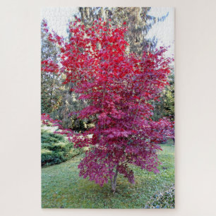 Beautiful Red Maple Tree Jigsaw Puzzle
