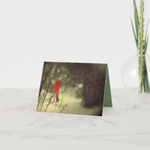 Beautiful Red Northern Cardinal Bird Card