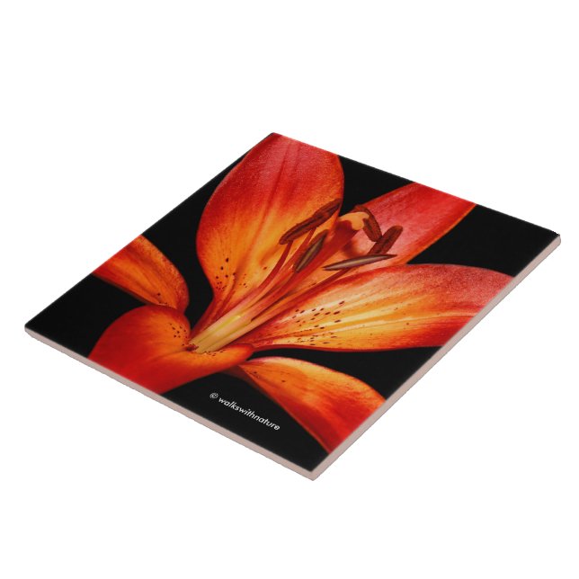 Beautiful Red Orange Asiatic Lily Gran Paradiso Ceramic Tile (Side)