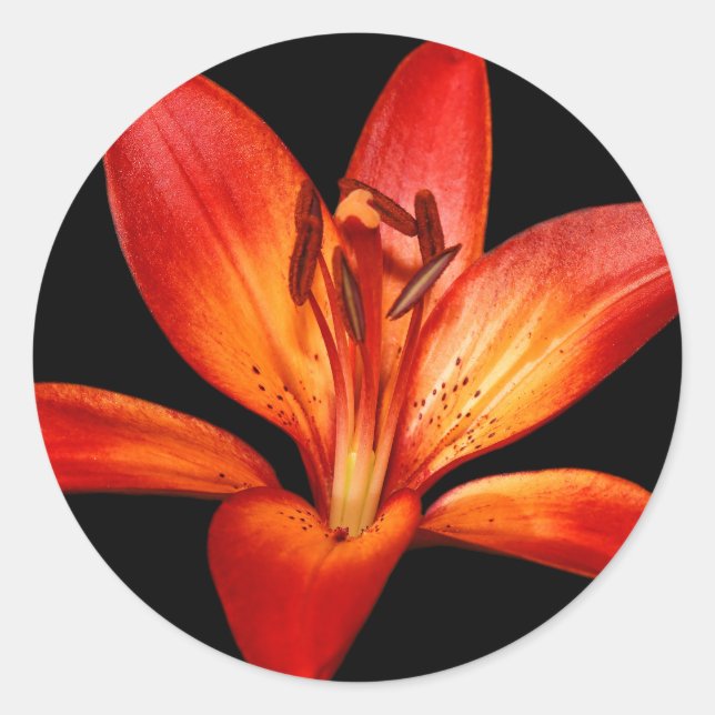 Beautiful Red Orange Asiatic Lily Gran Paradiso Classic Round Sticker (Front)
