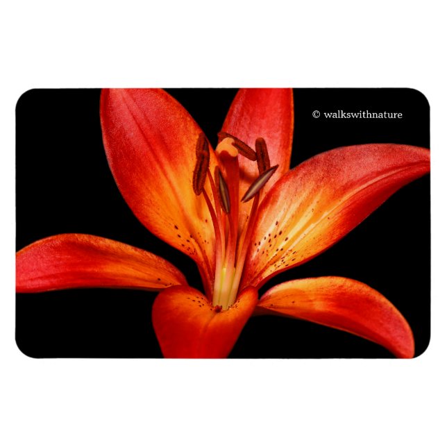 Beautiful Red Orange Asiatic Lily Gran Paradiso Magnet (Horizontal)