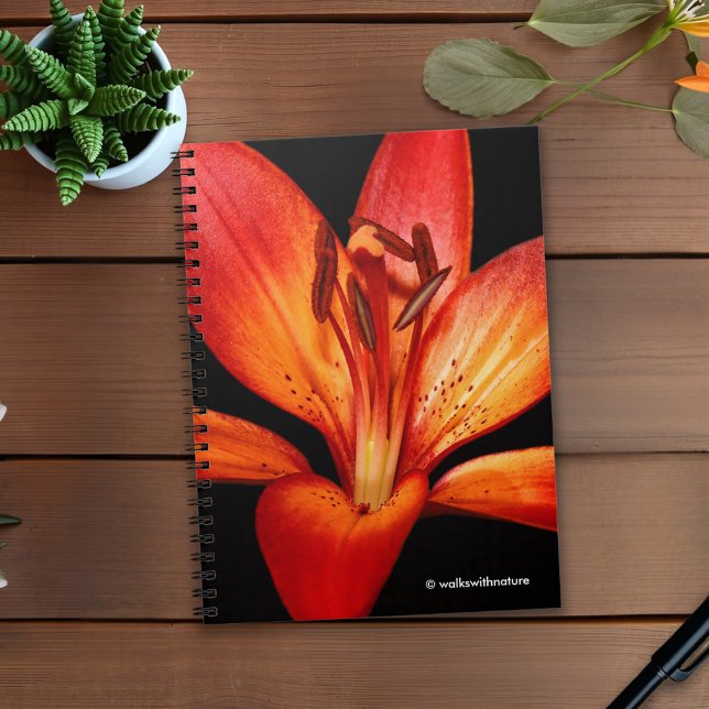 Beautiful Red Orange Asiatic Lily Gran Paradiso Notebook (Red-Orange Asiatic Lily Gran Paradiso Journal Cover Photo)